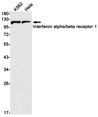 AYD11023