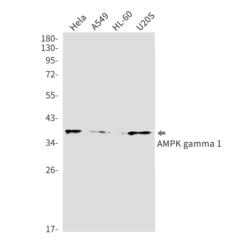 AYD11349