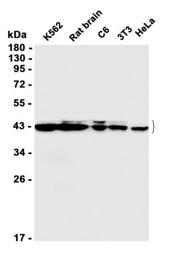 AYD11649