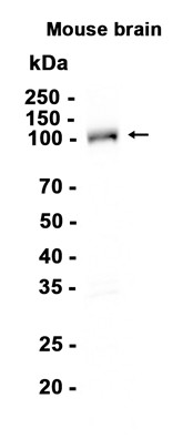 AYD11080