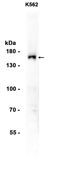 AYD13131