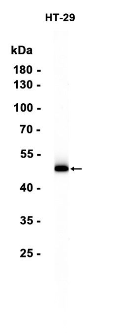 AYD15661