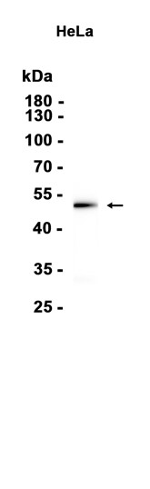 AYD15672