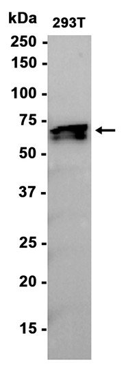 AYD16009