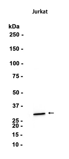 AYD15588