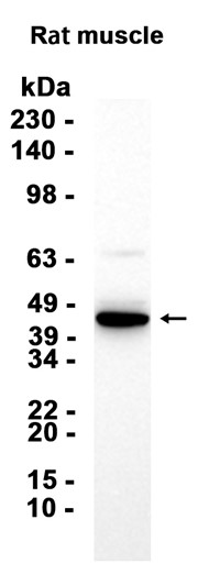 AYD15236