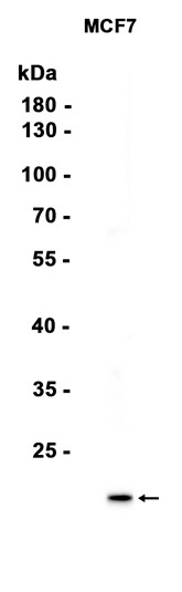 AYD14578