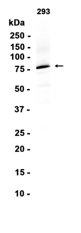 AYD16207