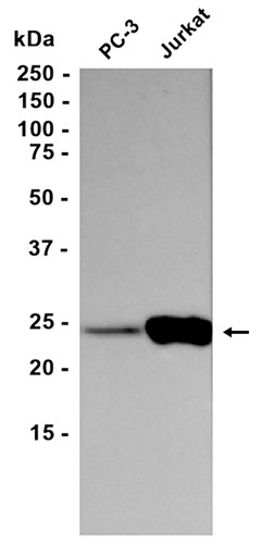 AYD12287