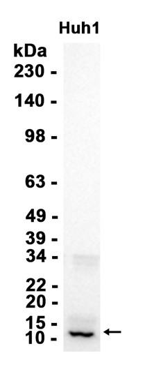 Cytochrome C Oxidase subunit Vic (YD18639) Rabbit mAb