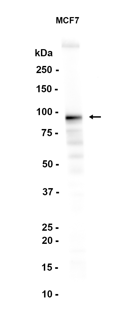 AYD12083
