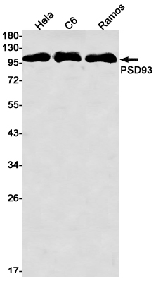 AYD11435
