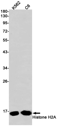 Histone H2A (YD18420) Rabbit mAb