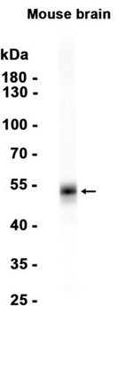 AYD14594