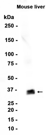 AYD15166