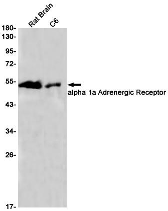 AYD12890