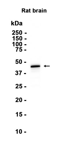 AYD14650