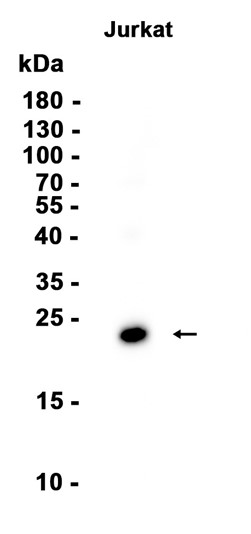 CD3 (YD18493) Rabbit mAb
