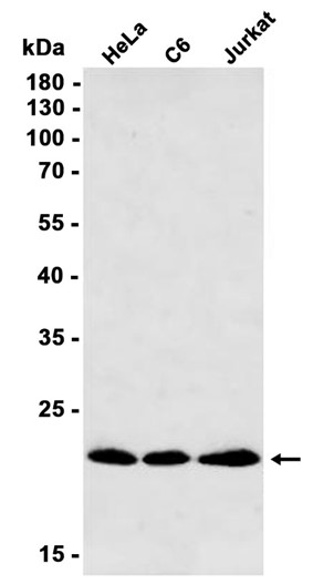 AYD13175
