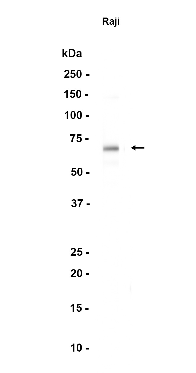 AYD14196