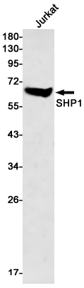 AYD13173