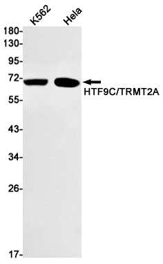 AYD12742