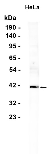 AYD12981
