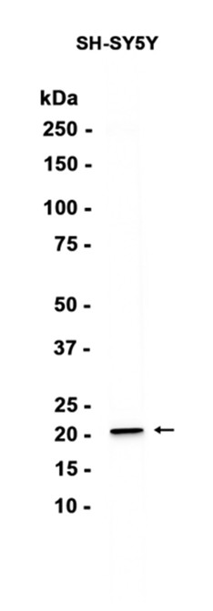 AYD15626