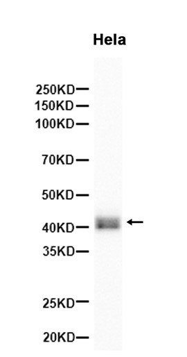AYD14160