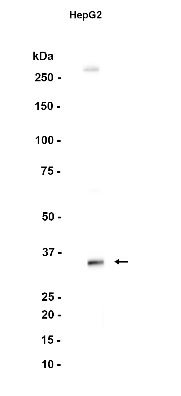 AYD13043