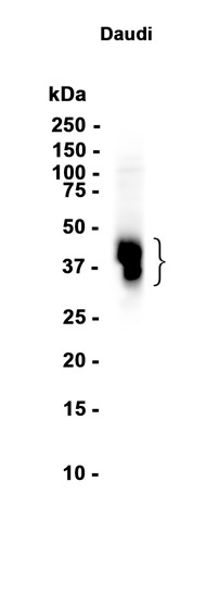 AYD13627
