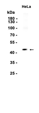 AYD14444