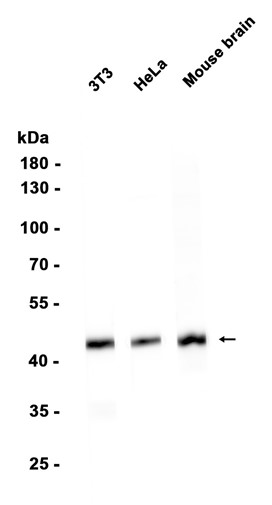 AYD12513