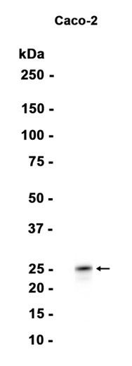 AYD15233