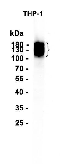 AYD14635