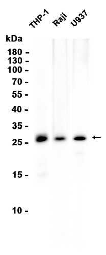 Bcl-2 (YD33106) Rat mAb
