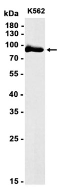 AYD13148