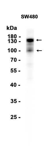 AYD15094