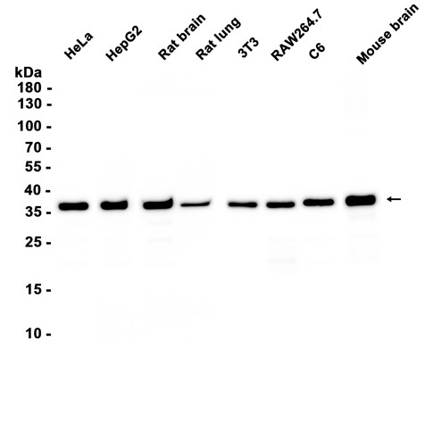 GAPDH (YD11217) Rabbit mAb