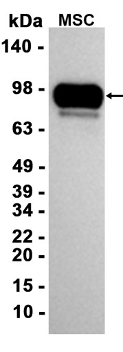AYD14220