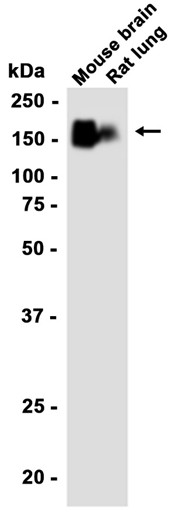 AYD12009