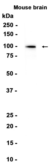 AYD13220