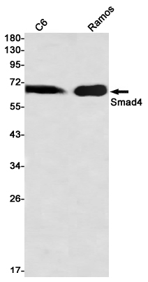 AYD14376