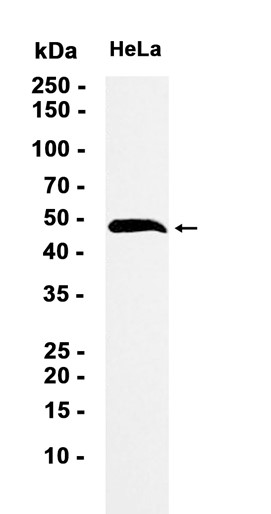 AYD12155