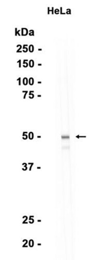 AYD15736