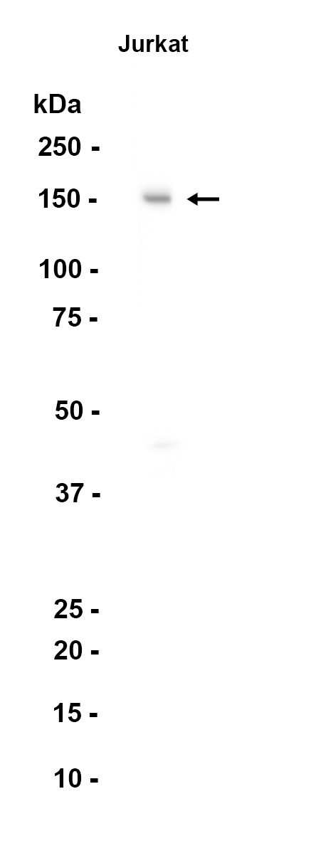 AYD13237