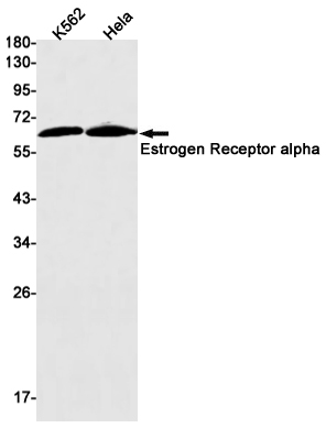 AYD12490