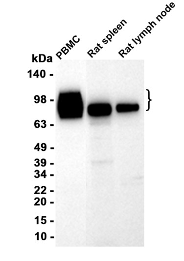 AYD14457