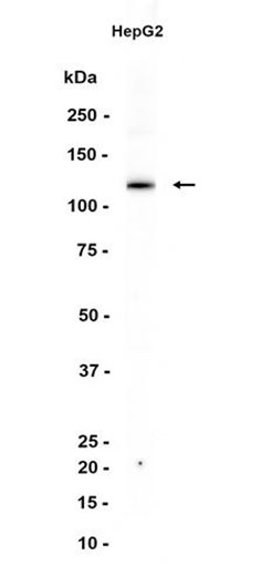 AYD15971