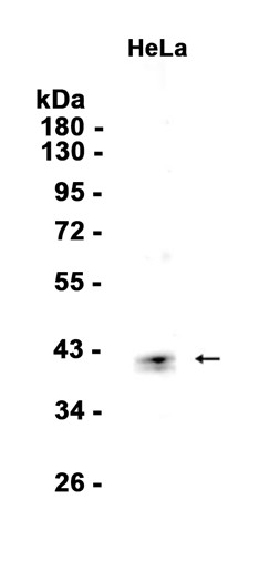 AYD14192